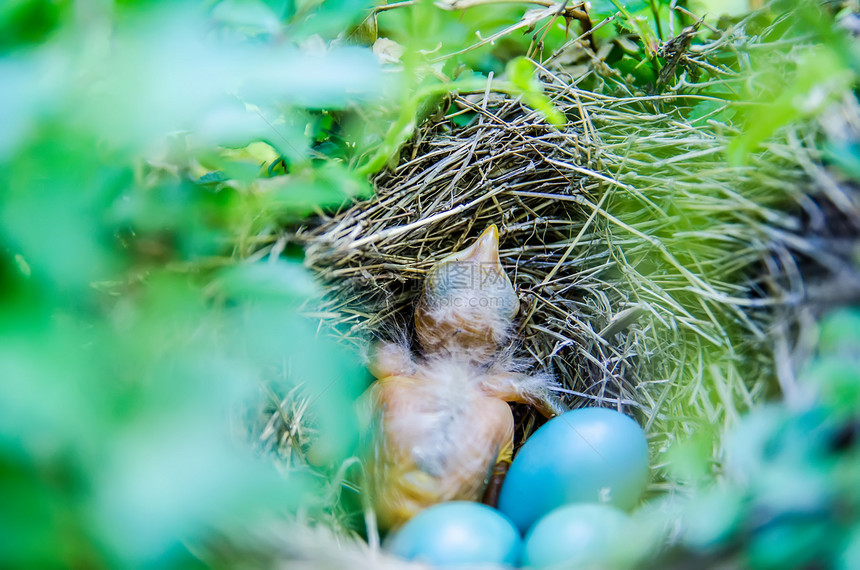 蓝蛋筑巢时 婴儿用牛卵堆生的Bulbul花园蓝色蓝光生长森林荒野环境背景灌木丛绿色图片