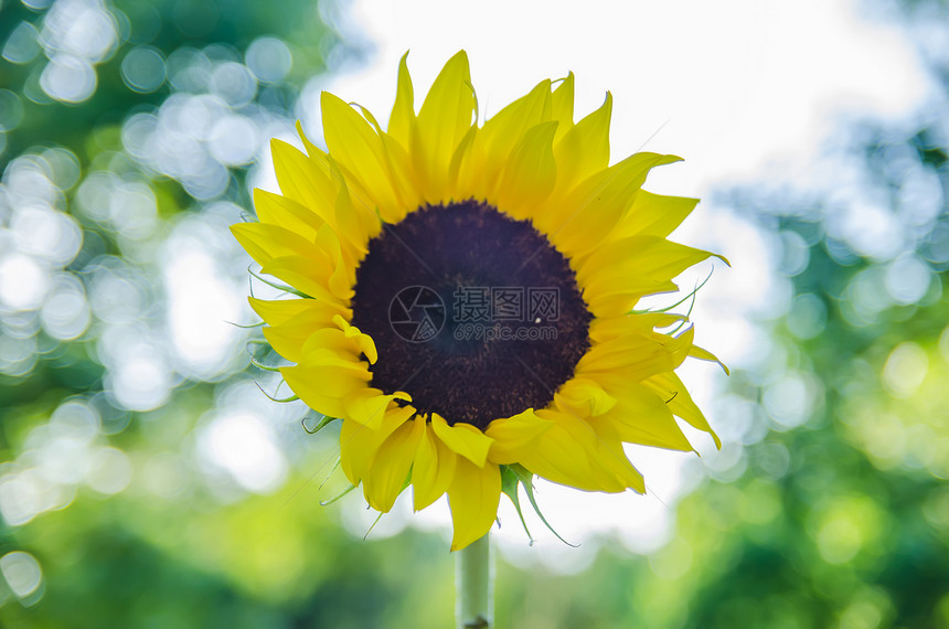 阳光中的向日葵在自然背景上太阳花瓣种子树叶黄色图片