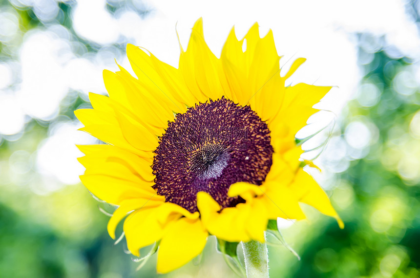 阳光中的向日葵在自然背景上黄色花瓣太阳树叶种子图片