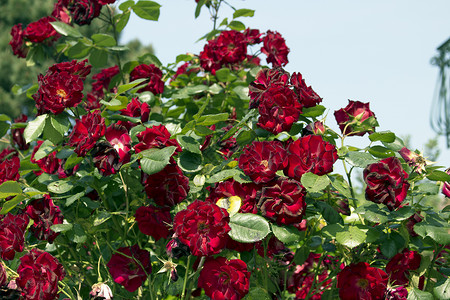 红玫瑰玫瑰绿色树叶花园分支机构蔷薇白色背景图片