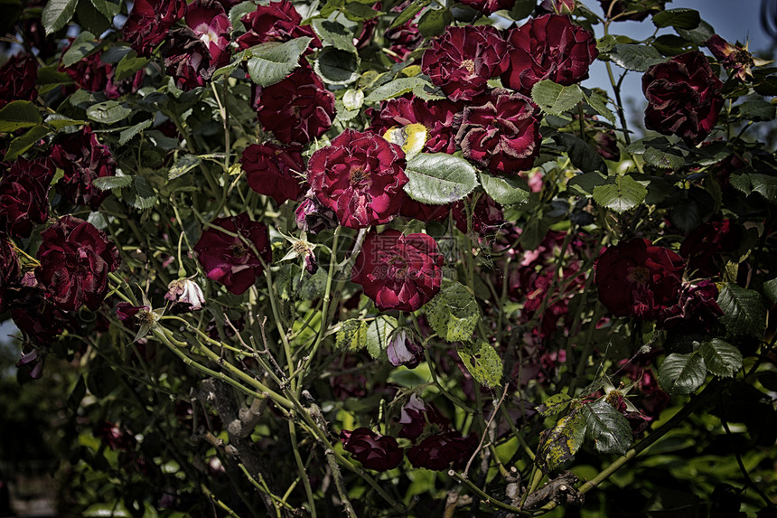 红玫瑰树叶白色绿色分支机构花园玫瑰蔷薇图片