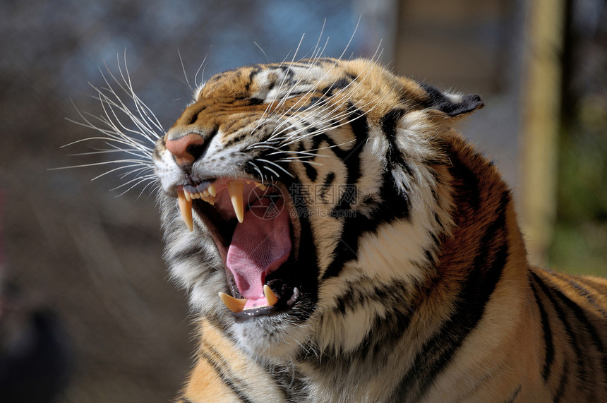 老虎虎豹荒野濒危威胁捕食者危险动物舌头动物群牙齿图片