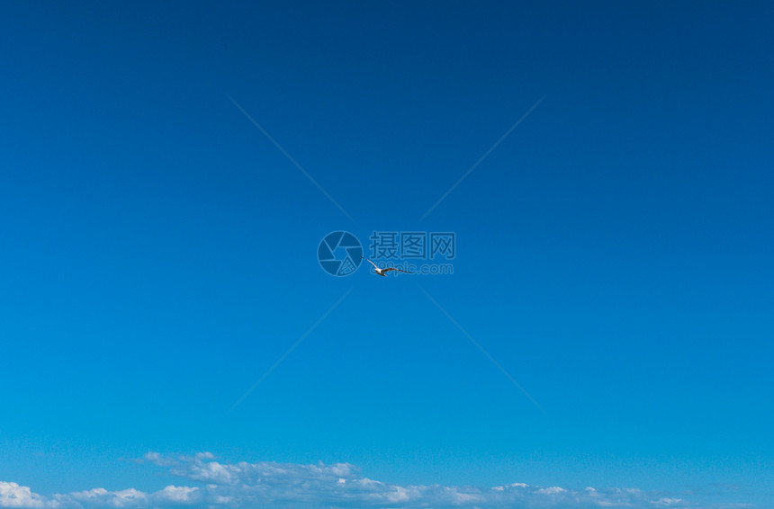 蓝色天空中海鸥航班阳光天堂野生动物翅膀飞行海岸自由动物旅行图片