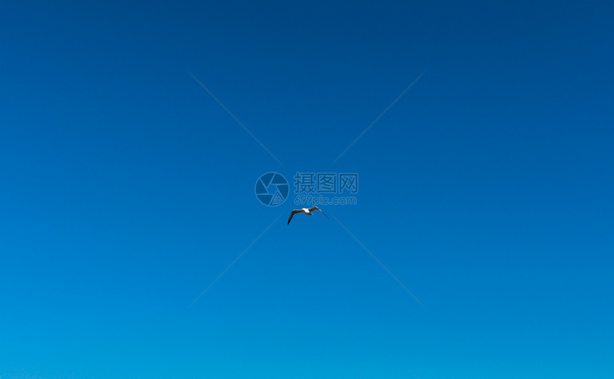 蓝色天空中海鸥航班旅行野生动物地平线天堂飞行海滩羽毛动物海岸图片