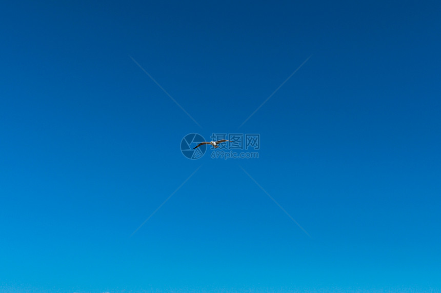 蓝色天空中海鸥海岸自由荒野旅行羽毛动物海洋阳光太阳翅膀图片