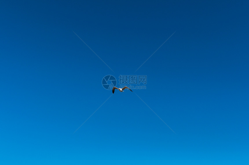 蓝色天空中海鸥阳光野生动物翅膀旅行天堂海滩海岸自由荒野海景图片