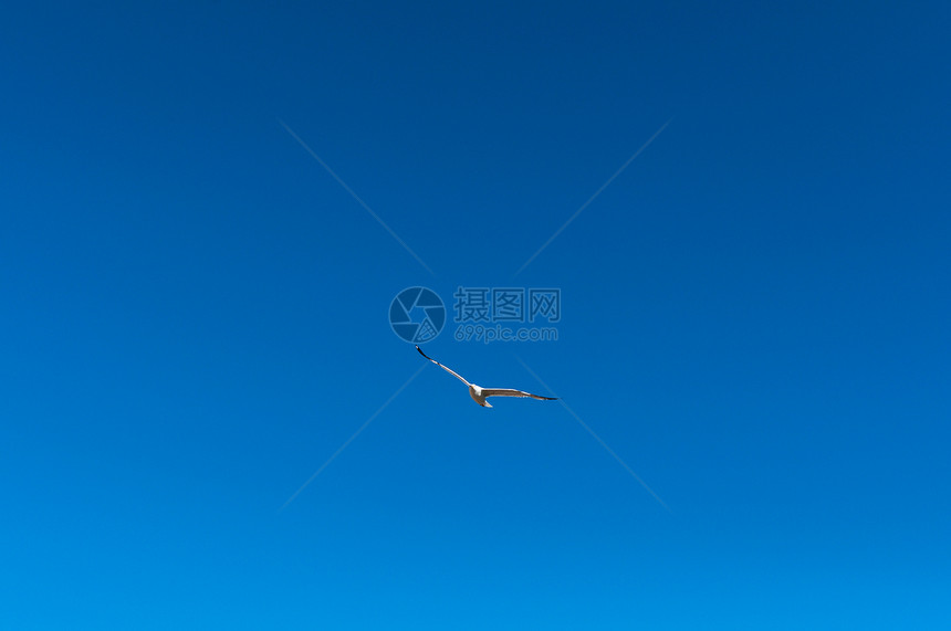 蓝色天空中海鸥海景翅膀阳光天堂飞行羽毛野生动物自由荒野海滩图片