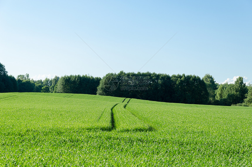 在农村地貌的黑麦田中漫步图片