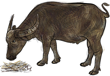 牦牛牛排水牛排吃干草矢口者动物绘画白色喇叭男性哺乳动物艺术棕色动物园插图插画