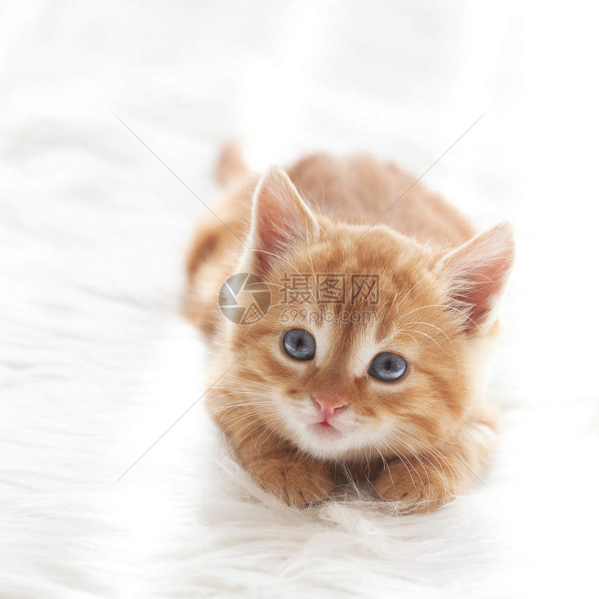 红小猫猫科休息毯子猫咪说谎奶油短发白色孩子黄色图片