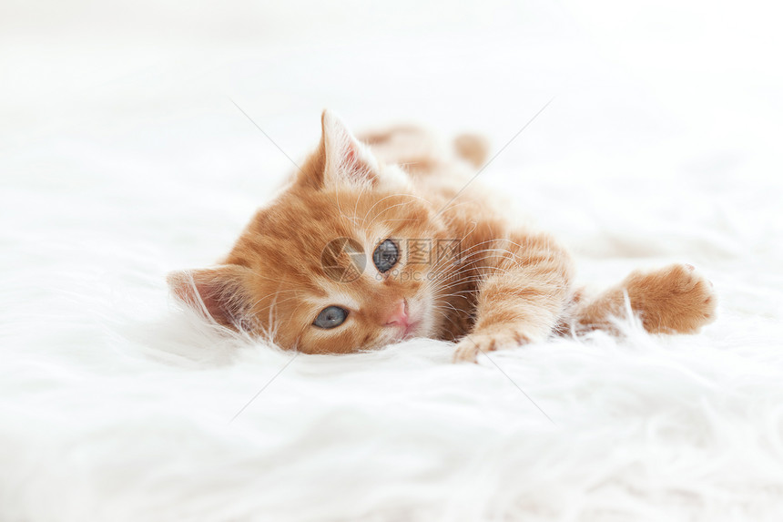红小猫婴儿黄色头发橙子奶油猫科动物宠物毯子白色孩子图片