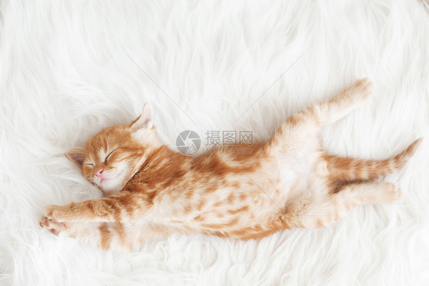 红小猫婴儿孩子睡眠黄色毯子毛皮短发奶油猫咪红色图片
