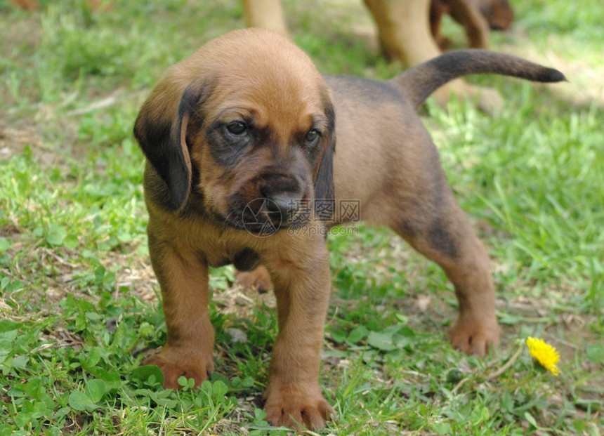 小狗狗棕色乐趣毛皮宠物犬类动物猎犬图片