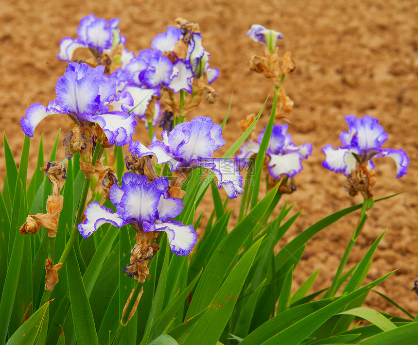 兰花植物群粉色蝴蝶绿色白色紫色花朵植物学植物妈妈们图片