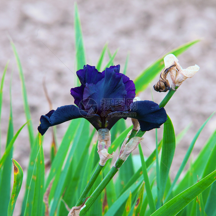 蓝兰兰花热带花朵蓝色白色植物群紫色温泉花园花瓣植物图片