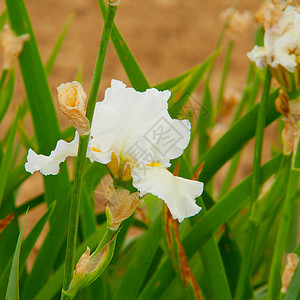 白兰花花朵紫色蓝色植物温泉花园热带白色花瓣植物群背景图片