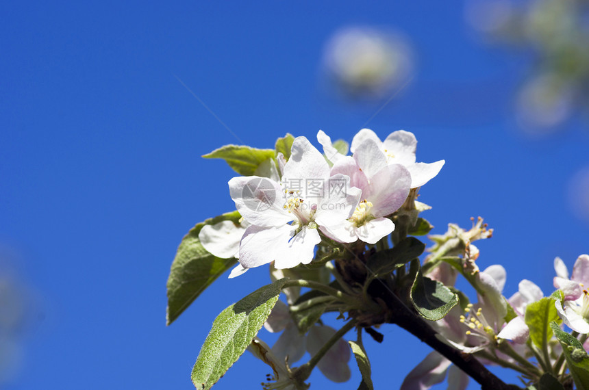 苹果树开花 苹果花贴近生长植被叶子宏观天空农场植物群季节果园水果图片