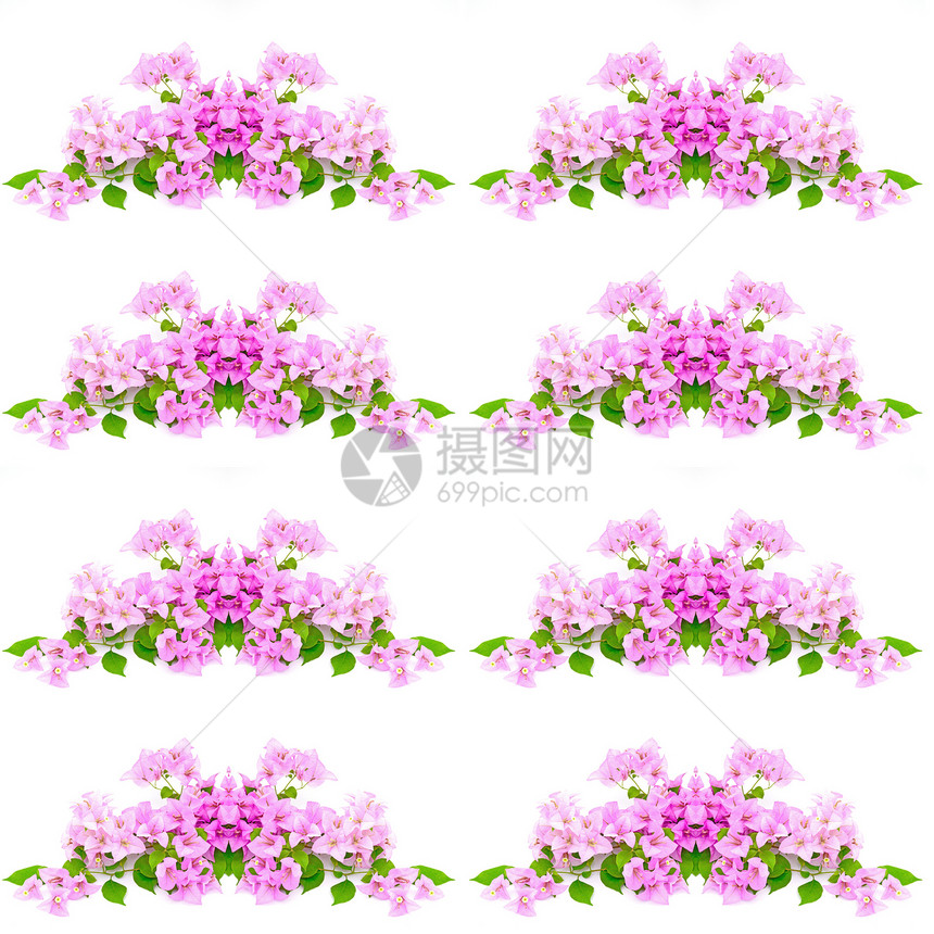 哥伦比亚花束风格紫色植物群绿色纸花花瓣树叶粉色装饰图片