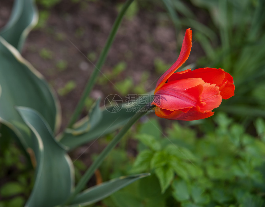红色郁金红花瓣生活花园活力公园阳光郁金香植物学绿色园艺图片
