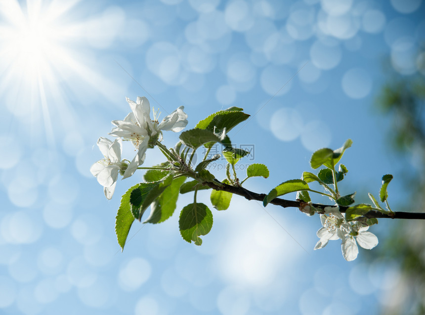 苹果花天空季节生活蓝色太阳乡村植物学阳光植物白色图片