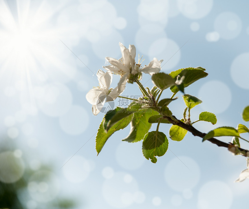 苹果花季节水果太阳叶子背景天空果园花园植物学生长图片