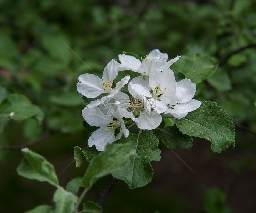 苹果花生长阳光植物季节水果果园白色生活绿色植物学图片