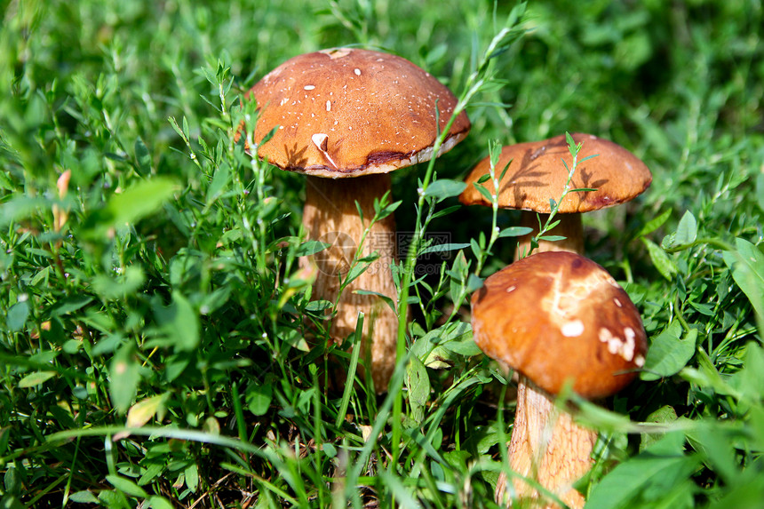 草丛中的蘑菇乡村团体蔬菜阳光食物森林棕色场景收藏绿色图片