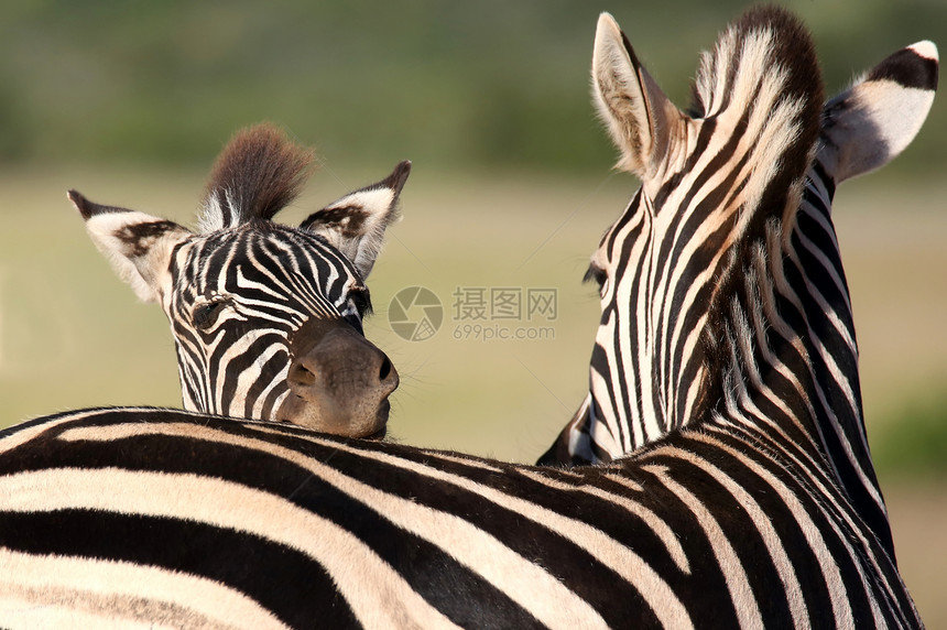 Zebra 肖像黑色毛皮野生动物白色动物斑马哺乳动物荒野食草耳朵图片