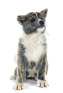 小狗秋田在灰色斑点棕色工作室女性宠物动物背景图片