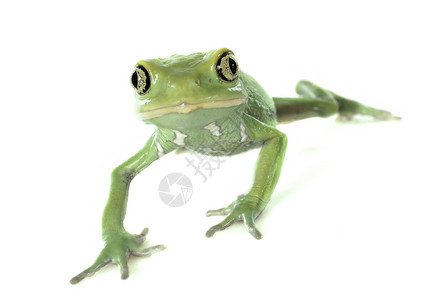 彩肚叶蛙绿色的两栖动物高清图片