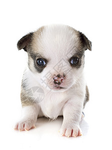 小狗吉娃娃动物工作室伴侣宠物白色棕色背景图片