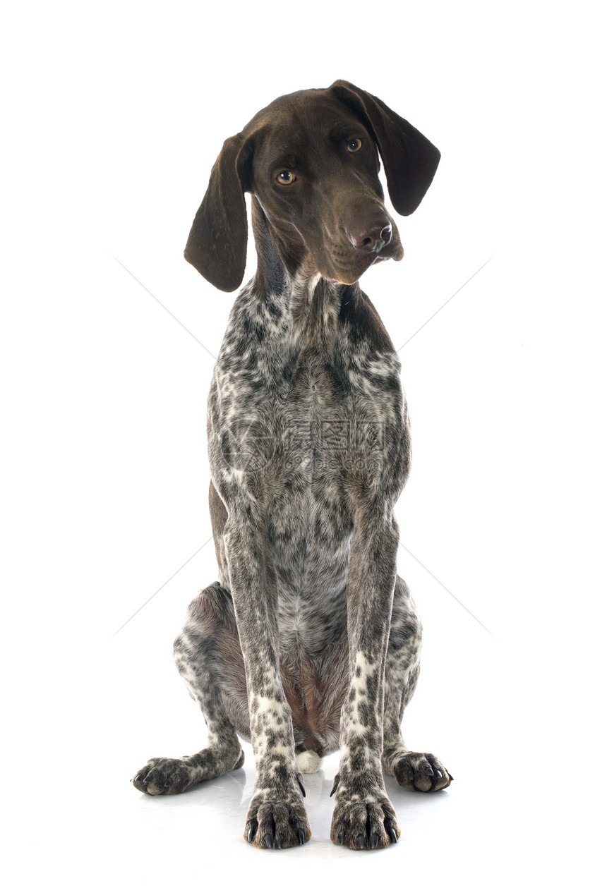 德国短头发指针灰色猎狗小狗犬类女性动物宠物图片