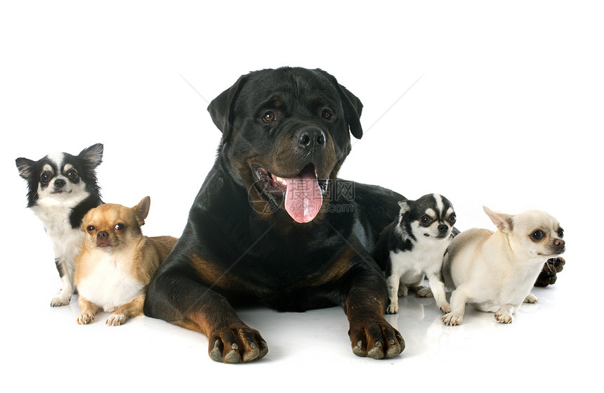 和吉华人动物小狗宠物犬类纳犬工作室黑色团体图片