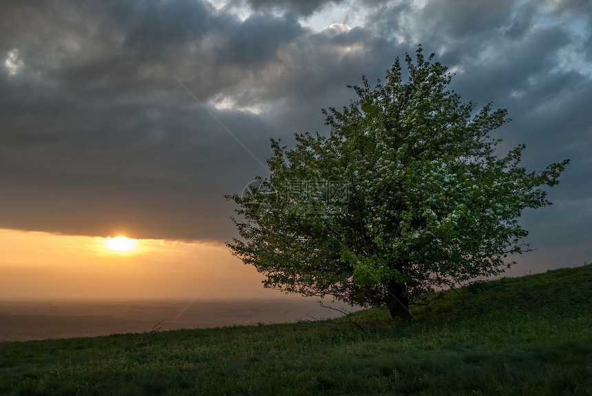 日落时的孤树天空绿色太阳橙子国家爬坡风景图片