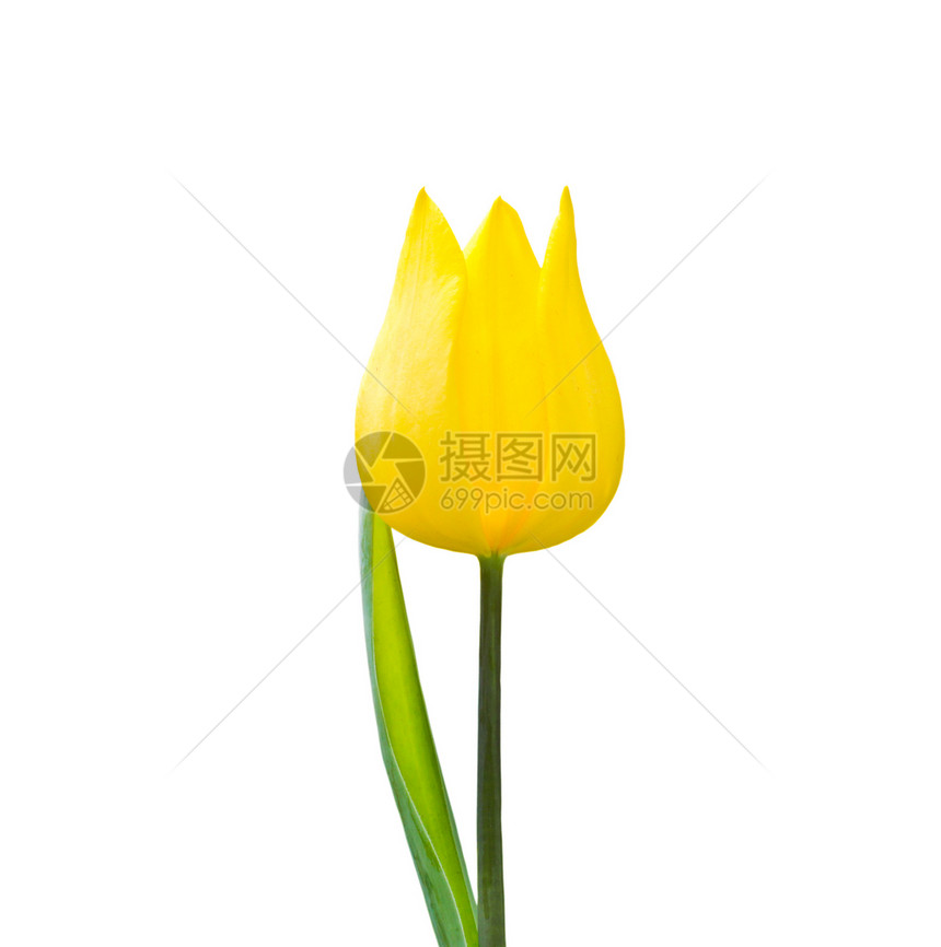 Tulip在白色背景中被孤立图片