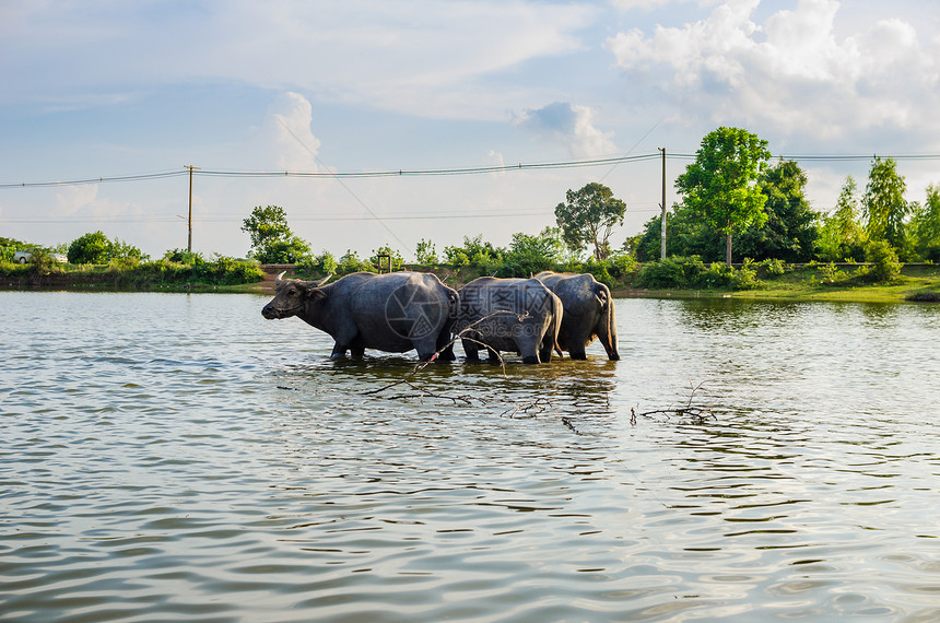 泰国水牛动物农场野生动物收成池塘肌肉哺乳动物工作文化黑色图片