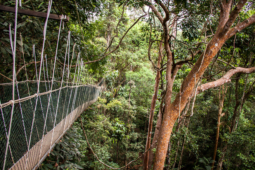 窄电缆悬浮吊桥树木绿色植物天篷叶子行人天桥人行道森林环境绳索图片