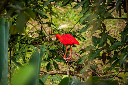 红的一双红绿绿树红色鸟类羽毛风景热带植物群叶子绿色植物动物多叶背景图片