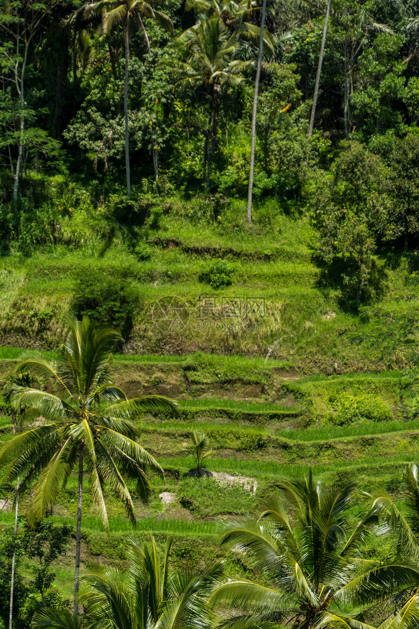 巴厘岛绿梯田林赤道种植园地形农场天空热带山坡风景生长农村图片