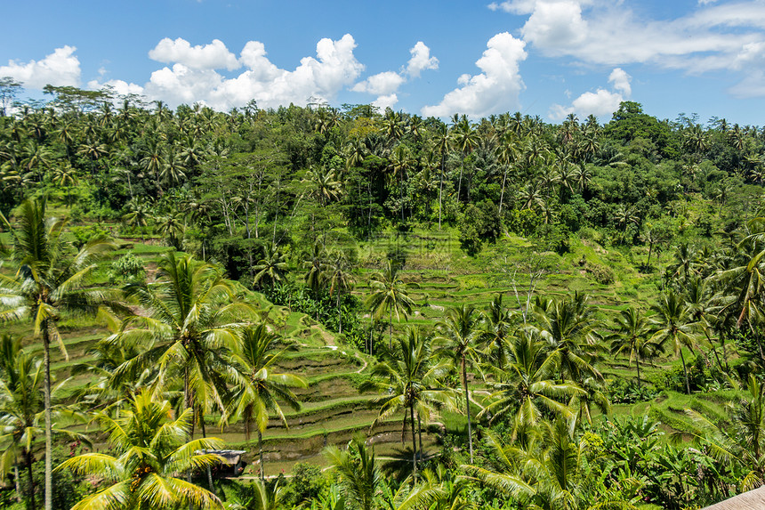 巴厘岛绿梯田林梯田地形天空气候旅行热带棕榈风景乡村生长图片