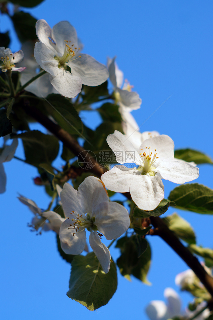 与蓝天对立的苹果树分枝开花植物花园叶子园艺花瓣天空生长植物群果园雌蕊图片