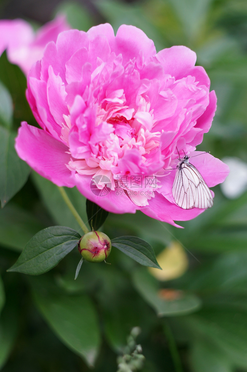 白蝴蝶在花皮上介子白色绿色花瓣紫色荒野场景宏观粉色植物图片