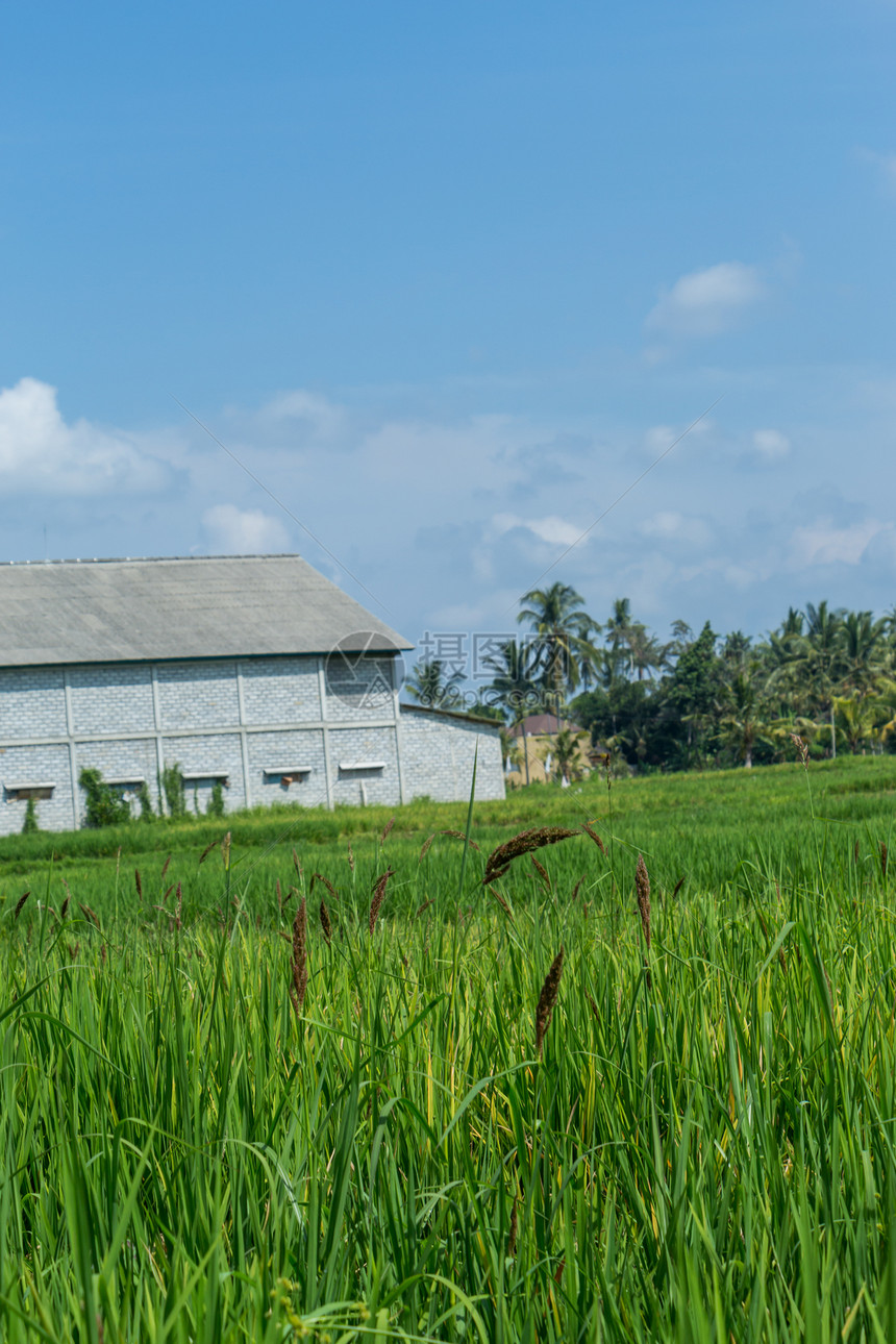 巴厘岛绿梯田林风景山坡栽培生长乡村旅行种植园植被天空气候图片