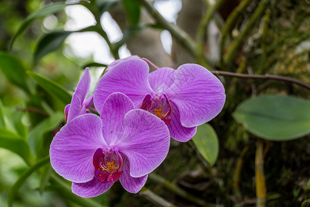 美丽的异国花兰花花艺单子荒野旅行植物群花园异国热带园艺紫色背景图片