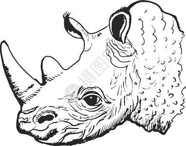 白色犀牛犀牛皮肤生态打猎生物动物园白色草图手绘动物卡通片插画