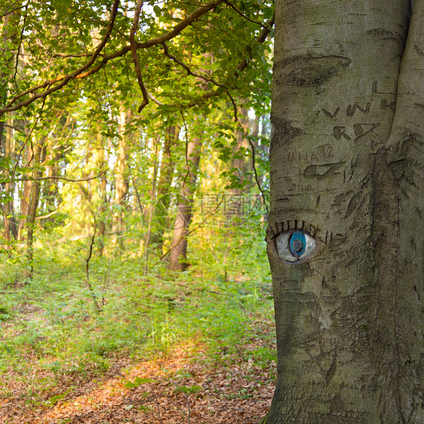 眼睛刻在树干里森林精神生态生活雕刻植物环境树叶生长平衡图片
