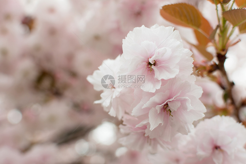 樱花花季节游客粉色植物群风景旅行植物学植物旅游图片