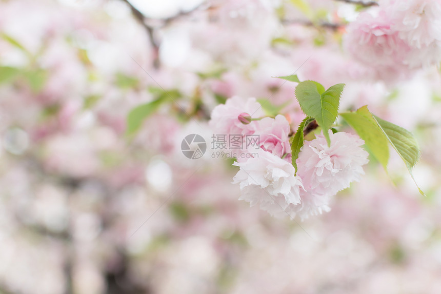 樱花花季节粉色游客植物学旅游风景植物群旅行植物图片