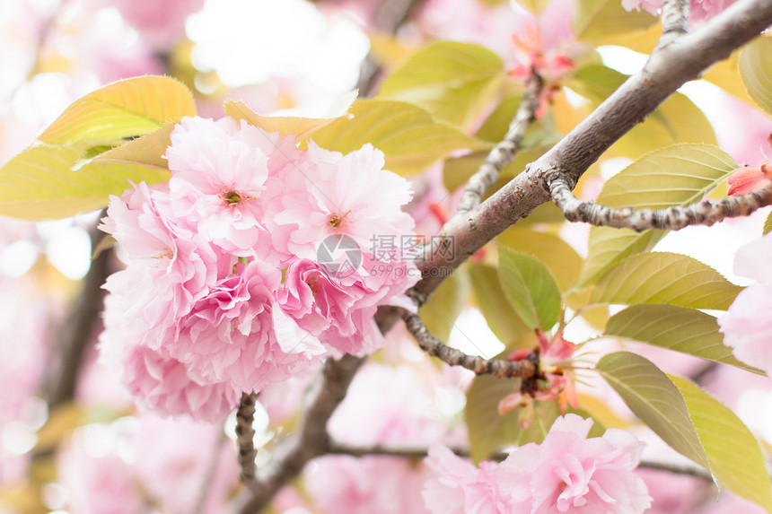 樱花花粉色植物学旅游游客植物季节风景植物群旅行图片