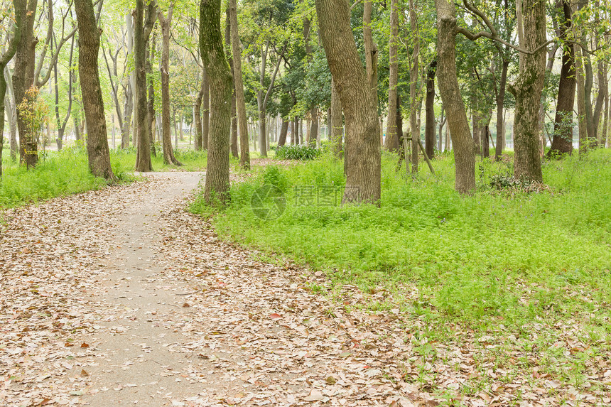 公园风景人行道胡同草地途径环境场地踪迹花园城市乡村图片